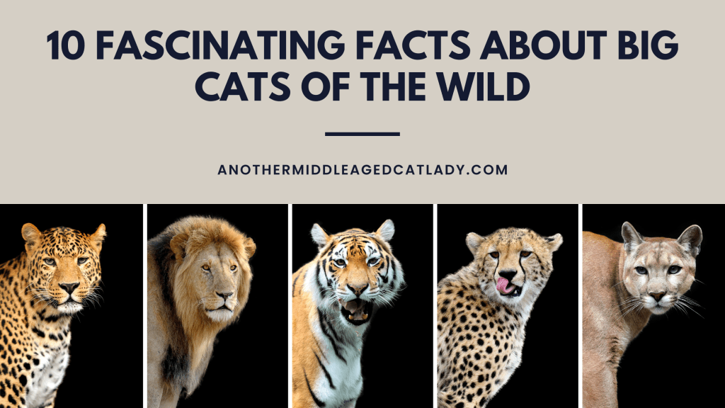 10 Fascinating Facts About Big Cats of the Wild