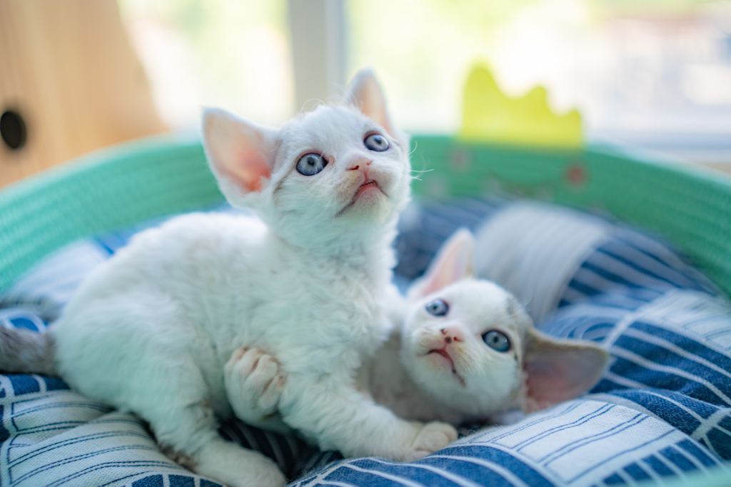 white kittens