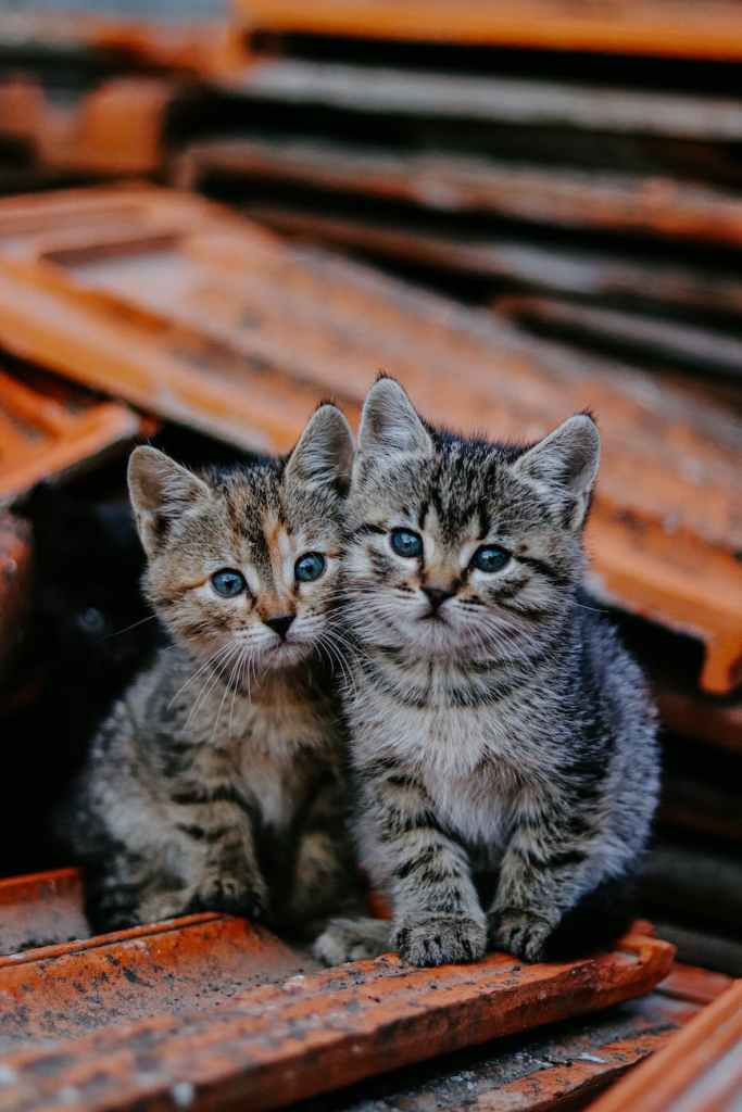 cute cats