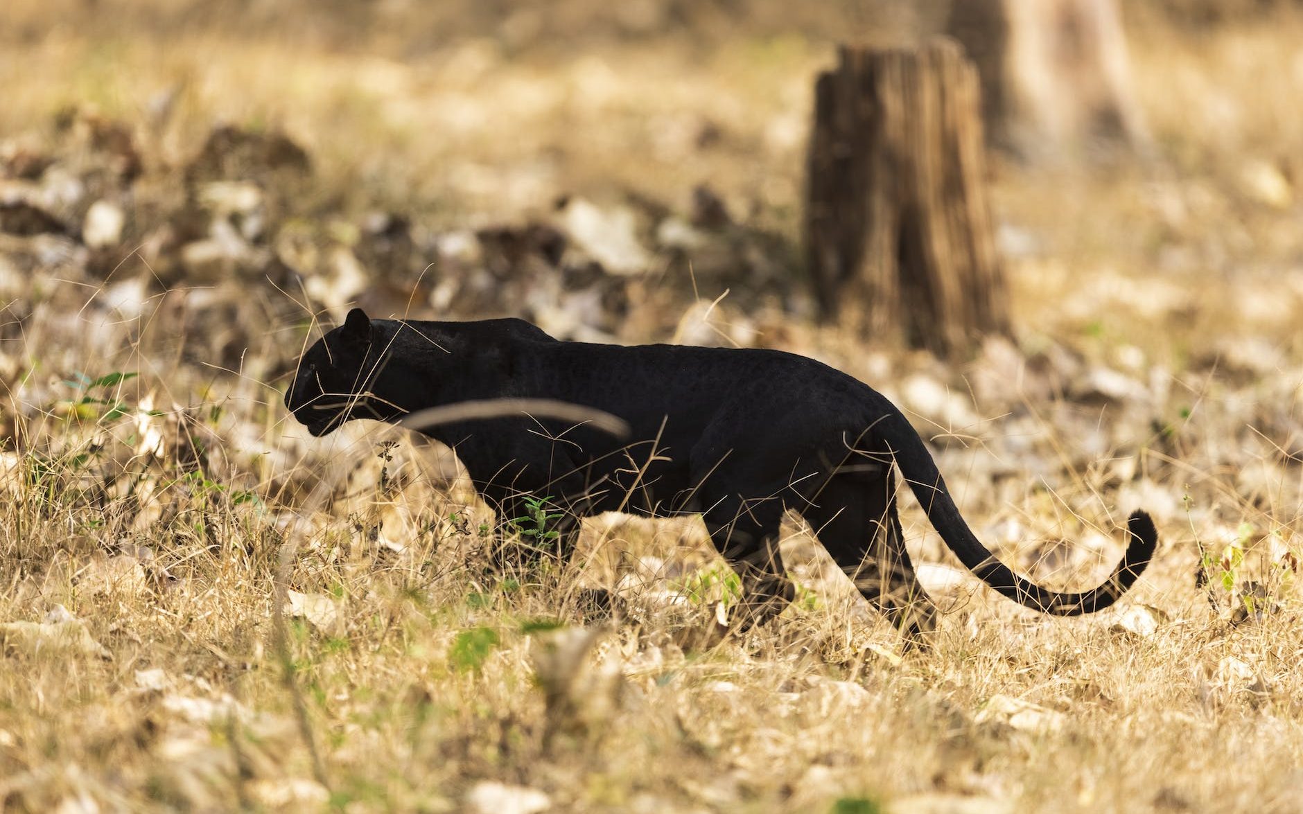  BIG CATS PANTHERS WILDCATS