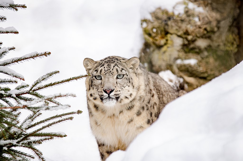  BIG CATS snow leopard
