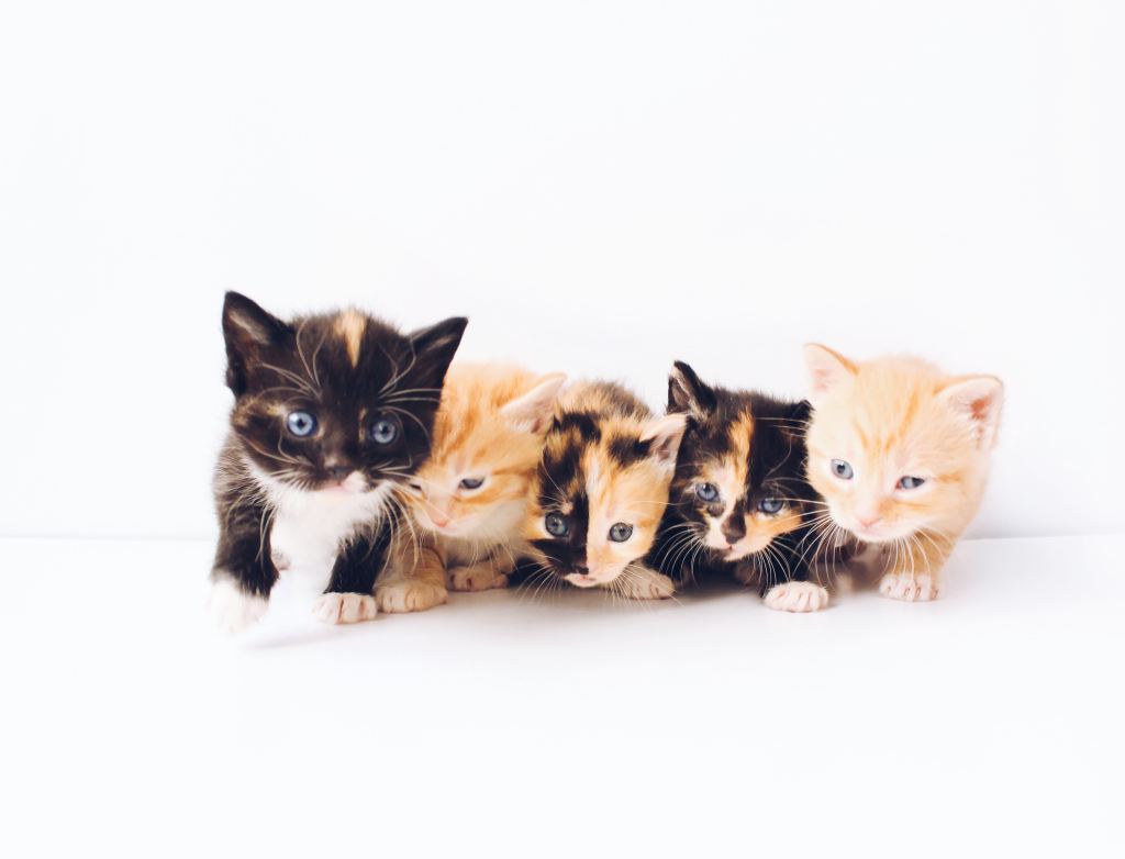 kittens