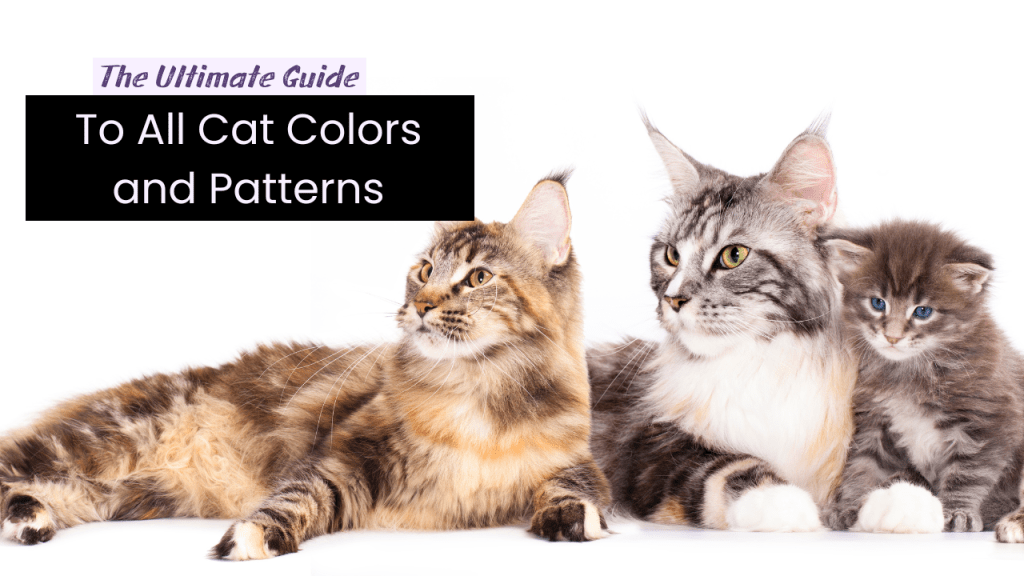 ultimate guide to cat colors
