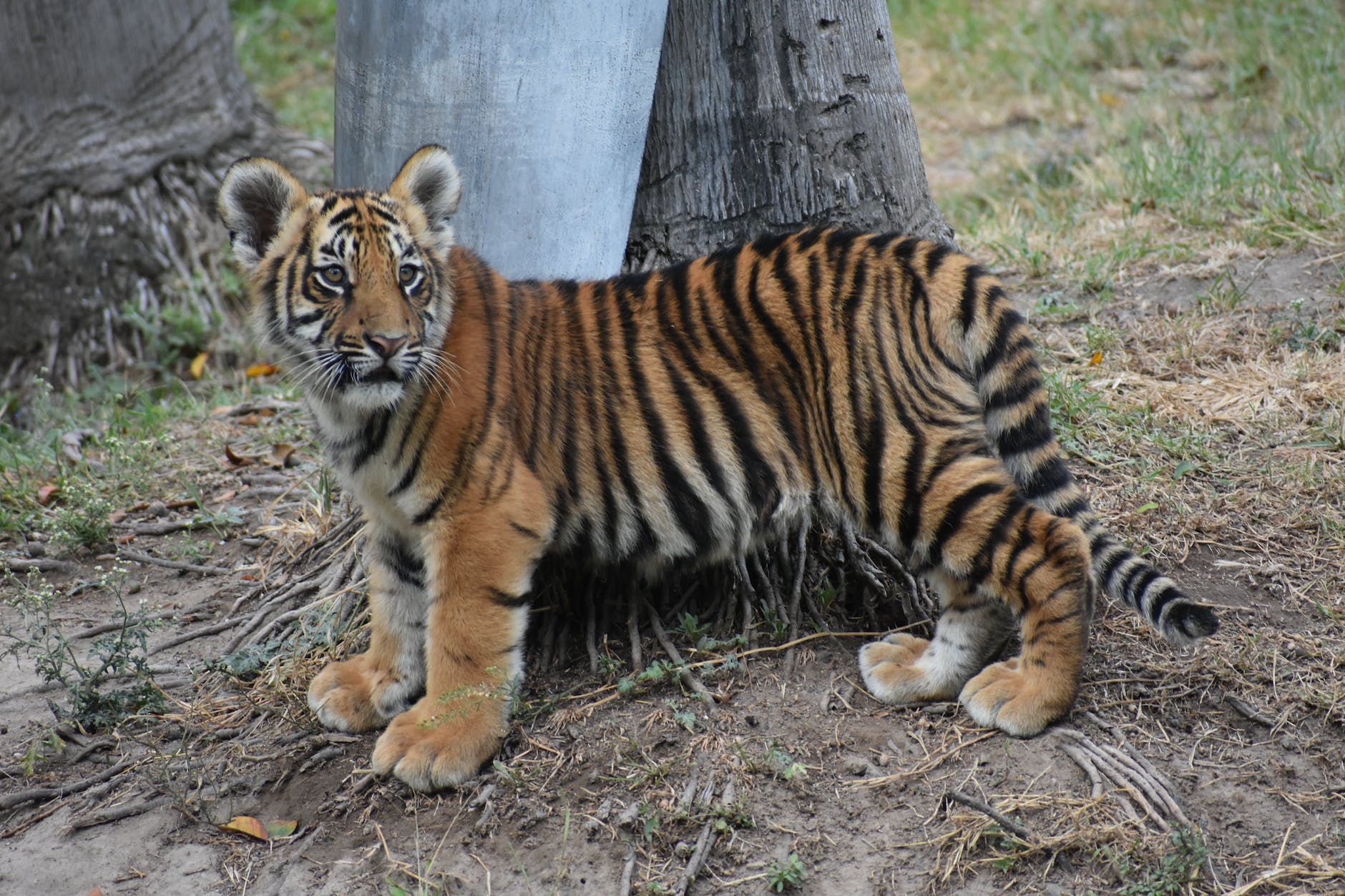 tiger cub