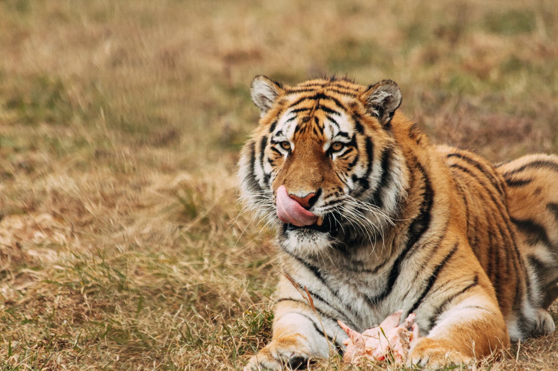 hungry tiger