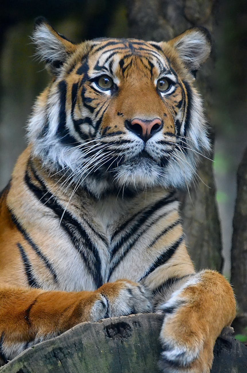 international tiger day