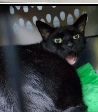 sophie the black cat