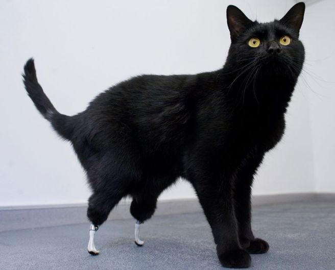 oskar the bionic black cat