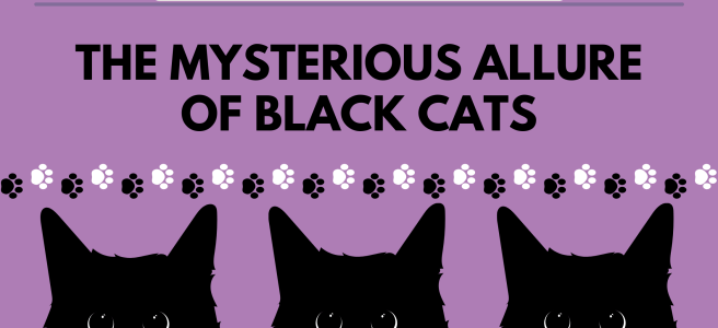 black cats