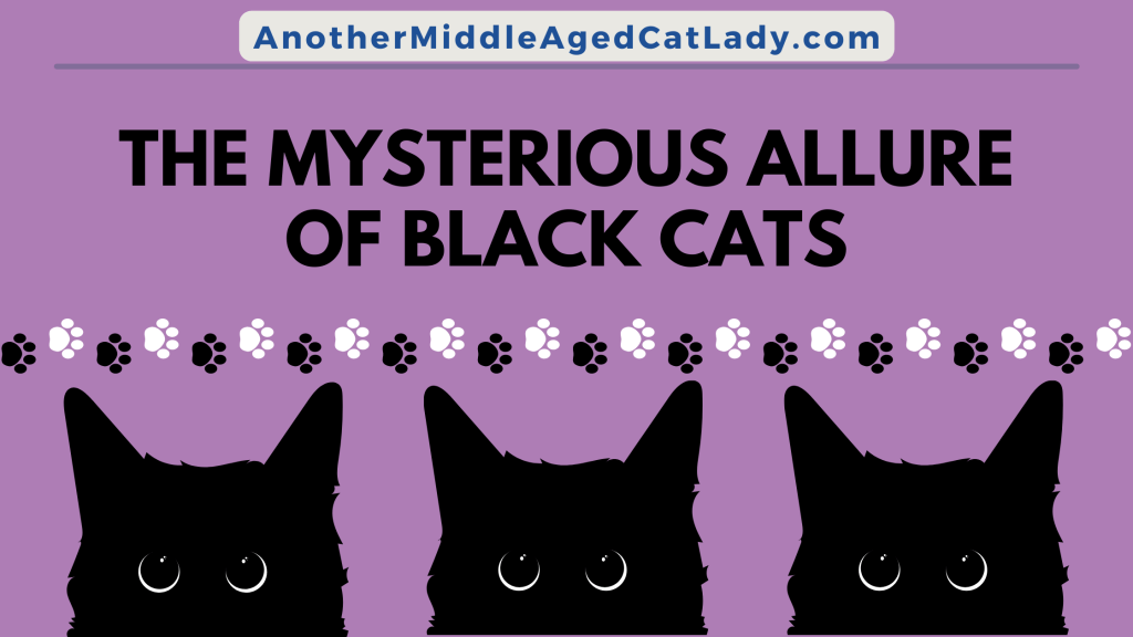 the mysterious allure of black cats