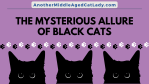 black cats